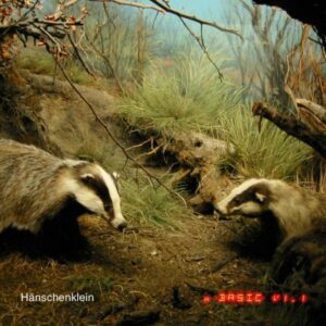hk 300x300